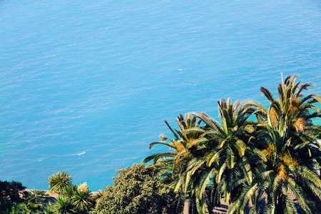 Palm trees against blue seaの写真素材
