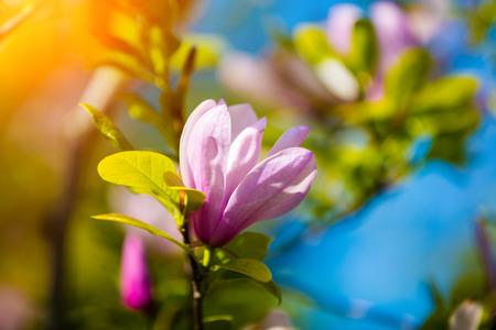 Branch with blossoming Magnolia flowerの写真素材