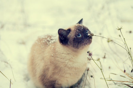 Cat walking in snowの写真素材