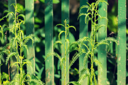 Green Achillea herb against green fenceの写真素材