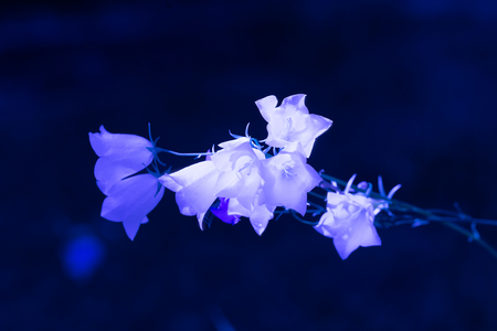 Blue bell flowers on dark backgroundの写真素材