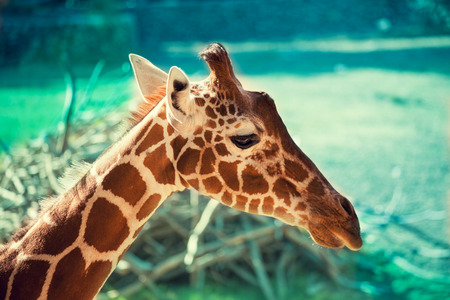 Portrait of a giraffe against green natural backgroundの写真素材