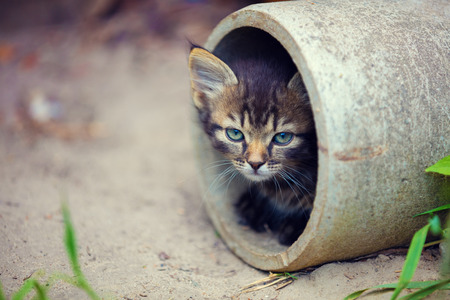 Stray kitten peeking out of a pipeの写真素材