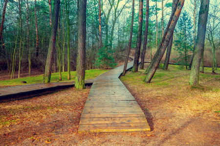 Wooden pathway in the forest after rainの写真素材