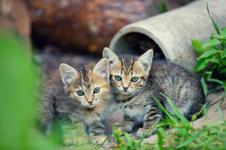 Two stray little kittens sitting near pipe in the yard