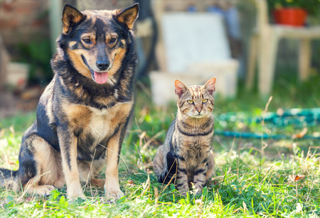 Cat and dog sitting together in the yardの写真素材