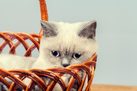 Cute little kitten relaxing in a basketの写真素材