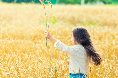 Happy little girl with long hair walking on the wheat fieldの写真素材