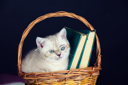 Cute kitten wearing glasses, sitting in a basket with booksの写真素材