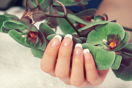 Beautiful female hand with french manicure holds green orchid flowersの写真素材