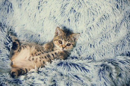 Cute little kitten lying on the back the soft fir blue blanket