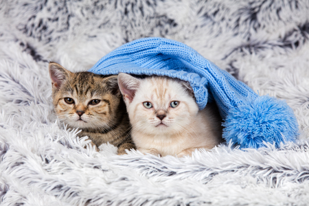 Two little kittens wearing big cap lying on fluffy blanketの写真素材