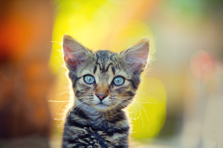 Portrait of dreaming little kitten outdoor at sunset lightの写真素材