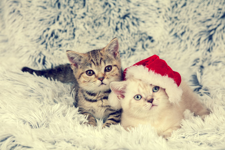 Two little kittens wearing Santa hat lying on fluffy blanketの写真素材