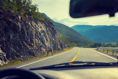 Driving a car on mountain road. Deer walking on the roadの写真素材