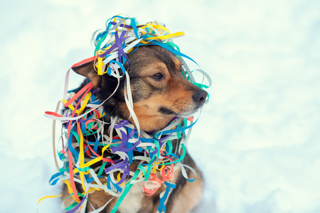 Portrait of a dog entangled in colorful serpentine. Dog walking in the snow outdoorの写真素材