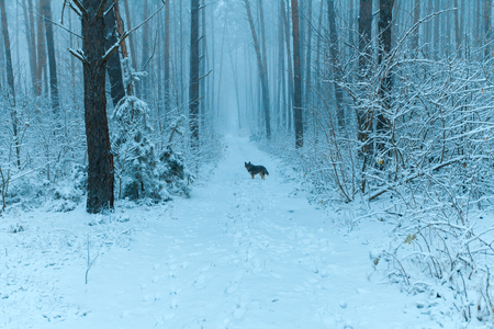 Snowy forest in winter. Dog walking in the forestの写真素材
