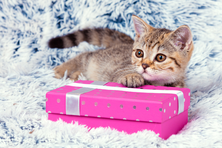 Cute kitten lying on the present box on fluffy blanketの写真素材