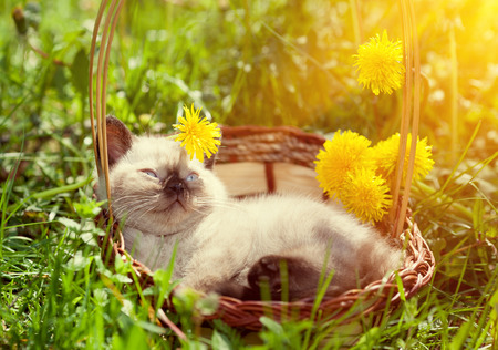 Little kitten lying in a basket on dandelion lawn, looking at cameraの写真素材