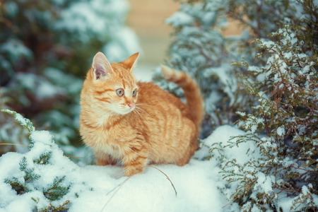 Cute kitten walking in snowy forestの写真素材