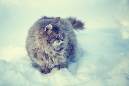 Siberian cat walking in snowの写真素材