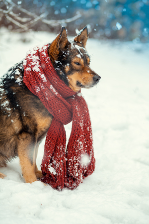 Portrait of a dog with knitted scarf tied around the neck walking in blizzard in the forestの写真素材