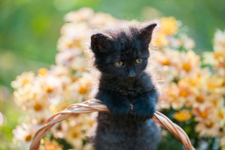 Little black kitten sitting in the basket with flowers gardenの写真素材
