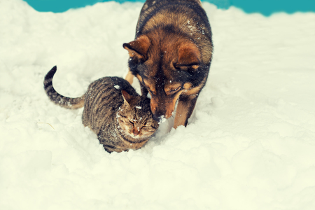 Cat and dog best friends. Cat and dog playing together outdoor on the snow in winterの写真素材