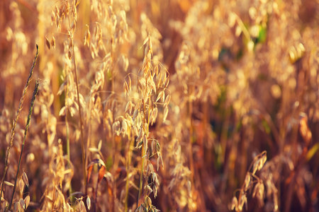 Oats field at sunset light.