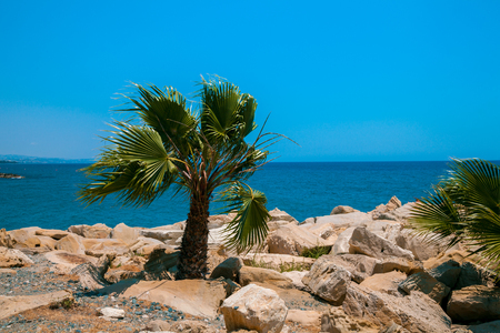 Rocky beach with palm tree. Nature Cyprusの写真素材