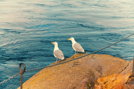 Two seagulls sitting on a rock by the seaの写真素材
