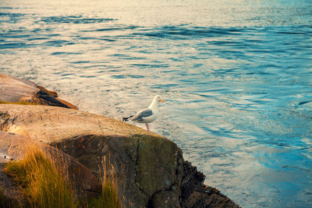 Seagull sitting on a rock by the seaの写真素材
