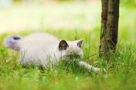 Playful cute little kitten sneaking in the grass.の写真素材