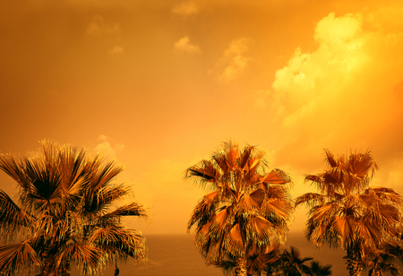 Golden vintage landscape with tropic palm trees against sea and sky at sunset lightの写真素材