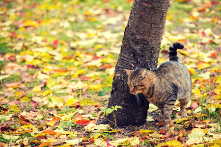 Cat walking on fallen leavesの写真素材