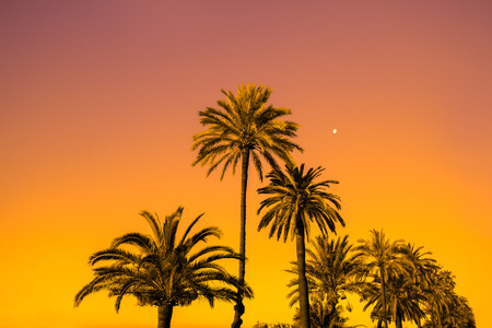 Palm trees against golden sunsetの写真素材