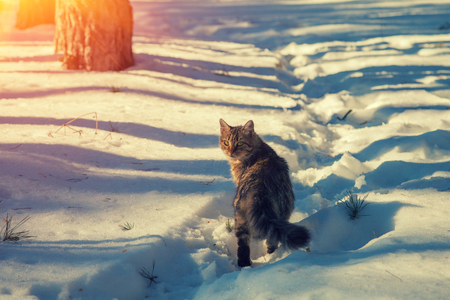 Siberian cat walking in the snowの写真素材