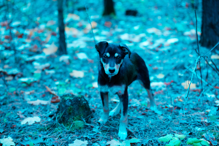 Portrait of a stray dog walking in a forest in autumn. Blue vintage color. Filter effectの写真素材