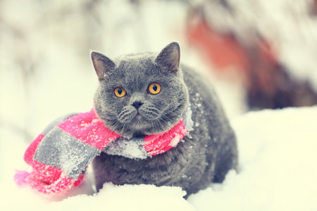 Winter fashion portrait of Blue British shorthair cat wearing pink gray knitting scarf. Cat walking outdoor in snowの写真素材