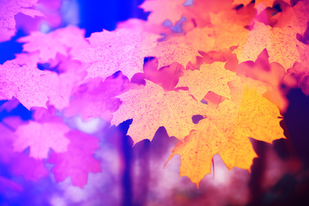 Maple branch with red leaves in the forest in autumn at sunset. Purple orange Gradient colorの写真素材