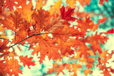Oak branch with red leaves in the forest in autumn