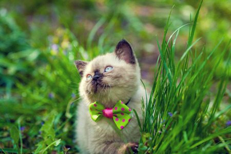 little kitten wearing bow tie on the green lawnの写真素材