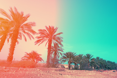 Judean desert in Israel at sunsetの写真素材