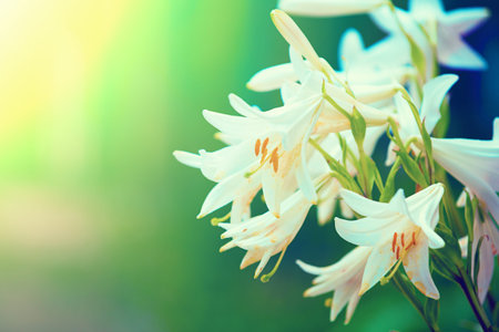 Vintage wild lily flowers natural backgroundの写真素材