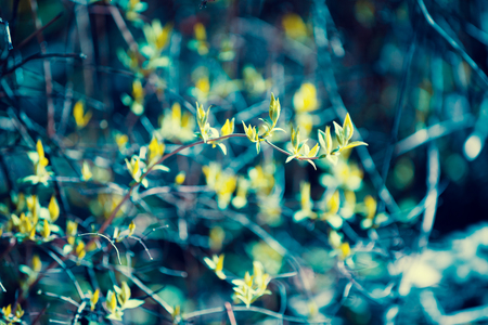 Natural blured jasmine leaves of tree background. Spring leaves of tree forest or garden, foliage bokeh. Blue green vintage colorの写真素材