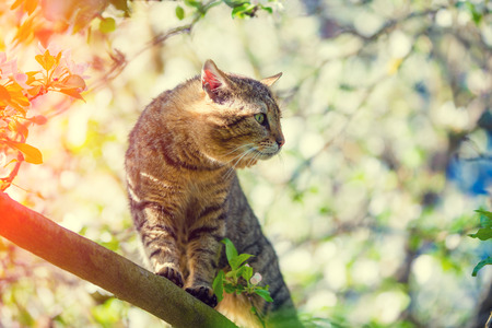 Portrait of a cat on a branch of an apple tree in garden in springの写真素材