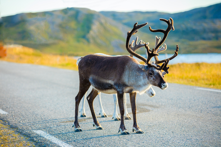 Deer walking along the roadの写真素材