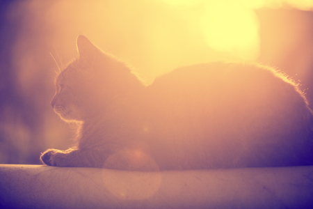Silhouette of a cat lying outdoor during sunset against the sunの写真素材
