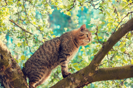 Portrait of a cat on a branch of an apple tree in garden in springの写真素材