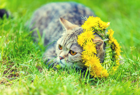 Portrait of a cat, sitting in a grass, crowned with dandelion chaplet in summerの写真素材